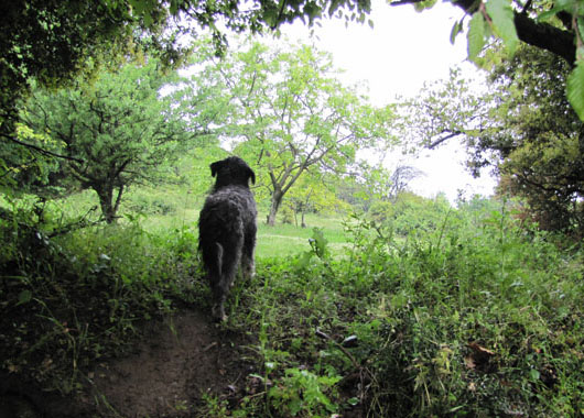 Spot the dog shows the way to the secret paths of Meteora at The Cheshire Cat Blog