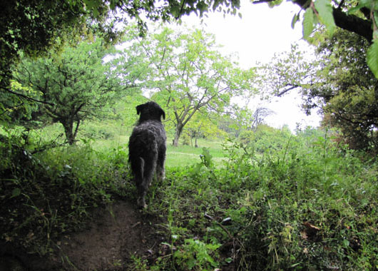 Spot the dog shows the way to the secret paths of Meteora at The Cheshire Cat Blog Spot the dog shows the way to the secret paths of Meteora at The Cheshire Cat Blog