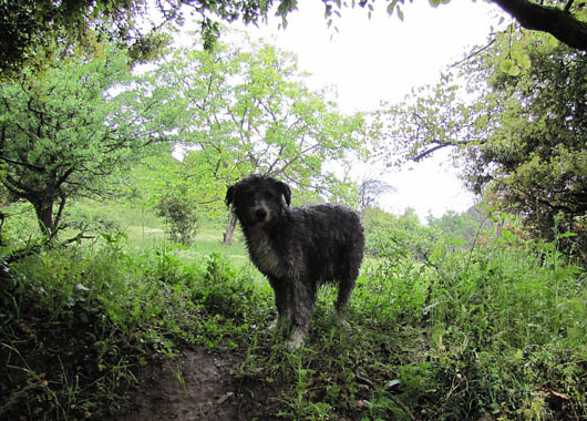 Spot the dog grows impatient in Meteora at The Cheshire Cat Blog