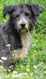 Spot the Dog smells the Spring flowers in Meteora, Greece at The Cheshire Cat Blog