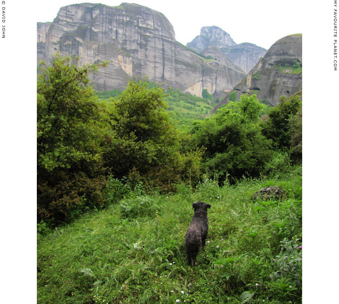 Spot the Dog surveys the landscape of Meteora, Greece at The Cheshire Cat Blog