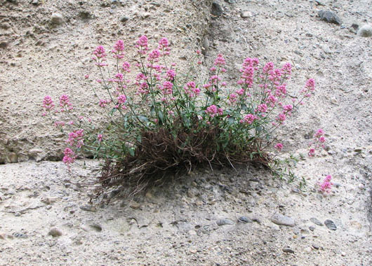 Wild flowers growing on a rock face in Meteora, Greece at The Cheshire Cat Blog Wild flowers growing on a rock face in Meteora, Greece at The Cheshire Cat Blog