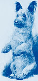 Woodblock print of a Skye Terrier, 1897 at The Cheshire Cat Blog Woodblock print of a Skye Terrier, 1897 at The Cheshire Cat Blog