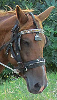 The famous Mister Ed at The Cheshire Cat Blog The famous Mister Ed at The Cheshire Cat Blog
