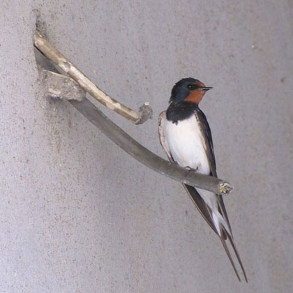 Didymoteicho swallow, Thrace, Greece at The Cheshire Cat Blog