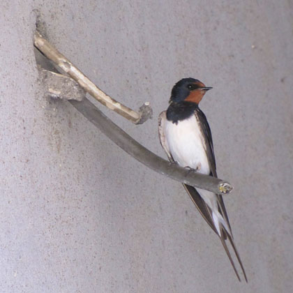 Didymoteicho swallow, Thrace, Greece at The Cheshire Cat Blog Didymoteicho swallow, Thrace, Greece at The Cheshire Cat Blog