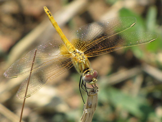 Dragonfly in Didymoteicho, Thrace, Greece at The Cheshire Cat Blog
