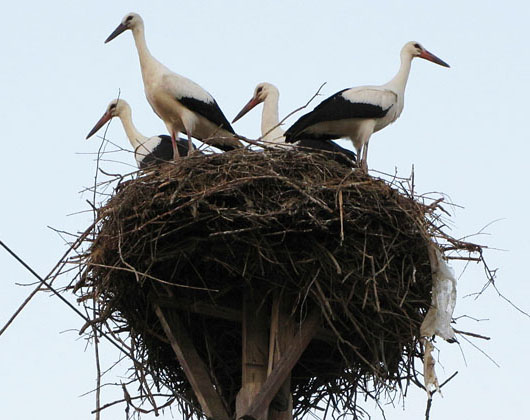 Storks' nest in Koufovouno, Thrace, Greece at The Cheshire Cat Blog