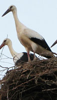 The stork family Πελαργός at The Cheshire Cat Blog The stork family Πελαργός at The Cheshire Cat Blog