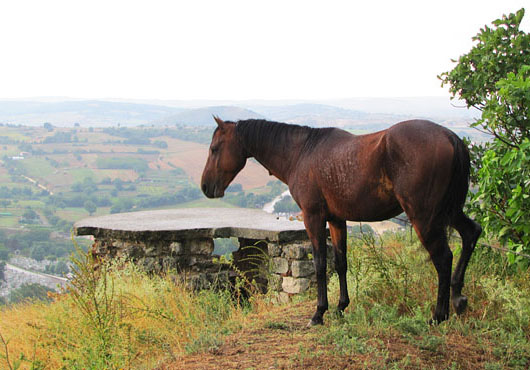 Didymoteicho horse at The Cheshire Cat Blog