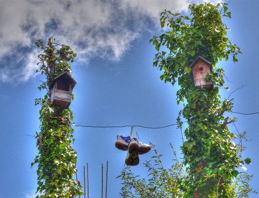 bird-boxes by Gordon Mcleod at The Cheshire Cat Blog