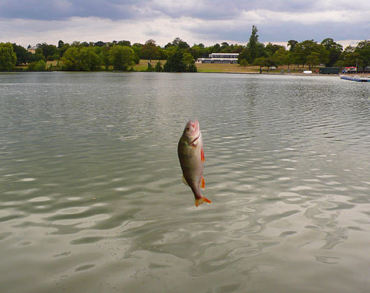 Flying fish by Gordon Mcleod at The Cheshire Cat Blog