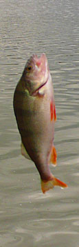 Freddy the fantastic flying fish at The Cheshire Cat Blog Freddy the fantastic flying fish at The Cheshire Cat Blog