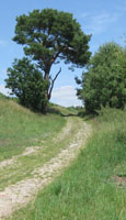 Grumsin, Brandenburg, east Germany at The Cheshire Cat Blog Grumsin, Brandenburg, east Germany at The Cheshire Cat Blog