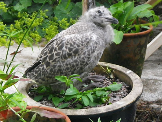 Seagull chick in a plant pot at The Cheshire Cat Blog