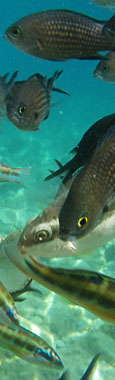 Fishes in the sea off the Peloponnese coast at The Cheshire Cat Blog