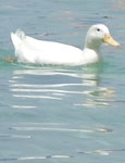 Duck on the Peloponnese coast at the beach at The Cheshire Cat Blog