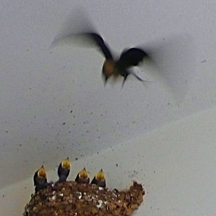 Swallow parent brings food for the chicks in Stoupa, near Kalamata, Peloponnese, Greece at The Cheshire Cat Blog