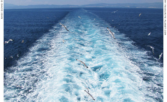 Seagulls following the ferry between Kavala and Thasos, Greece at The Cheshire Cat Blog