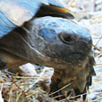 Tortoise in a central Athens garden at The Cheshire Cat Blog Tortoise in a central Athens garden at The Cheshire Cat Blog