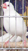 Bird in a cage outside a petshop on Athinas Street, Athens, Greece at The Cheshire Cat Blog Bird in a cage outside a petshop on Athinas Street, Athens, Greece at The Cheshire Cat Blog