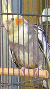 Caged bird in an Athinas Street petshop at The Cheshire Cat Blog