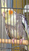 Caged bird in an Athinas Street petshop at The Cheshire Cat Blog Caged bird in an Athinas Street petshop at The Cheshire Cat Blog
