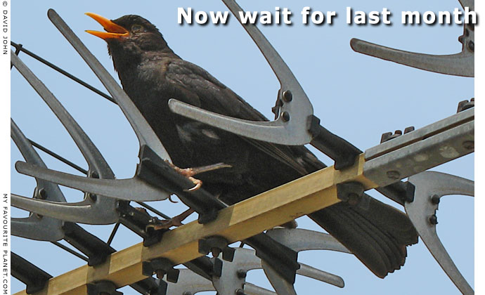 Athenian blackbird singing above the rooftops, Athens, Greece at The Cheshire Cat Blog