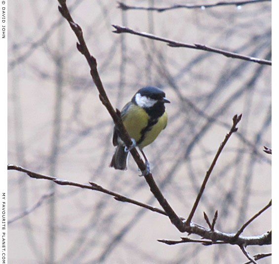A great tit on a big twig at The Cheshire Cat Blog