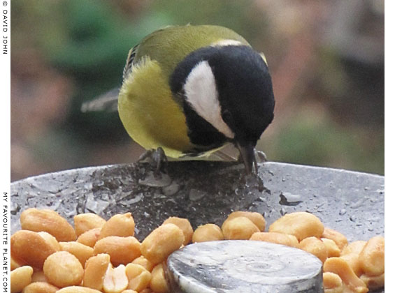 Parus major goes nuts at The Cheshire Cat Blog