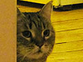 The Cheshire Cat's Christmas breakfast at The Cheshire Cat Blog The Cheshire Cat's Christmas breakfast at The Cheshire Cat Blog