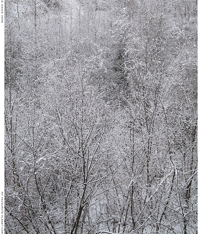 Winter forest at The Cheshire Cat Blog Winter forest at The Cheshire Cat Blog