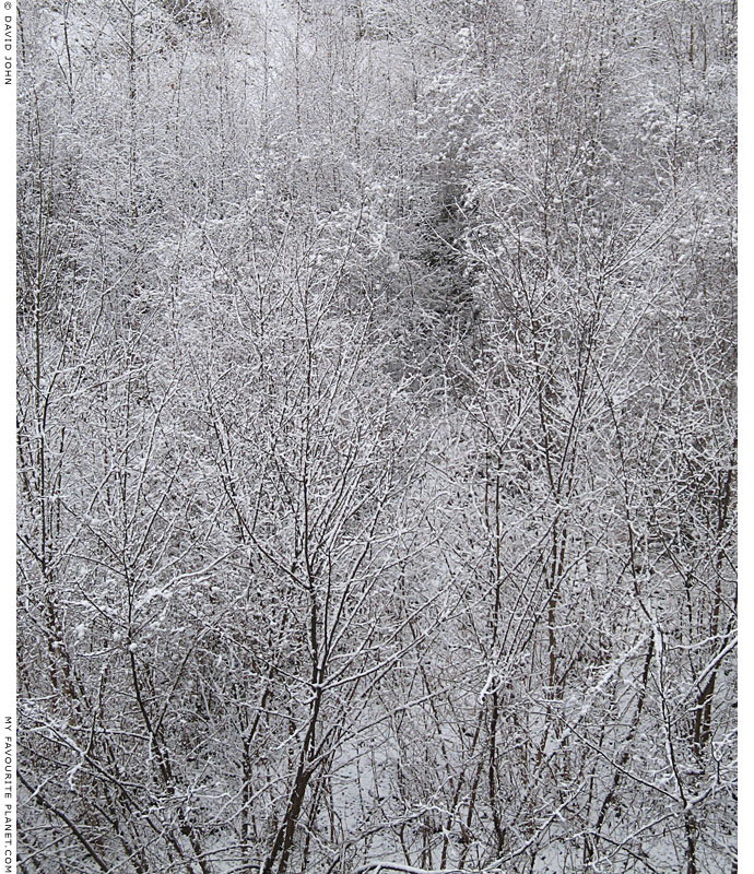 Winter forest at The Cheshire Cat Blog