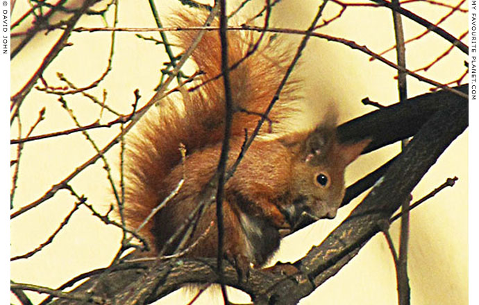 Rudy the red squirrel takes a bow at The Cheshire Cat Blog