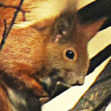 squirreling about at The Cheshire Cat Blog squirreling about at The Cheshire Cat Blog