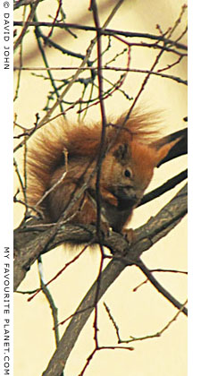 pensive squirrel at The Cheshire Cat Blog pensive squirrel at The Cheshire Cat Blog
