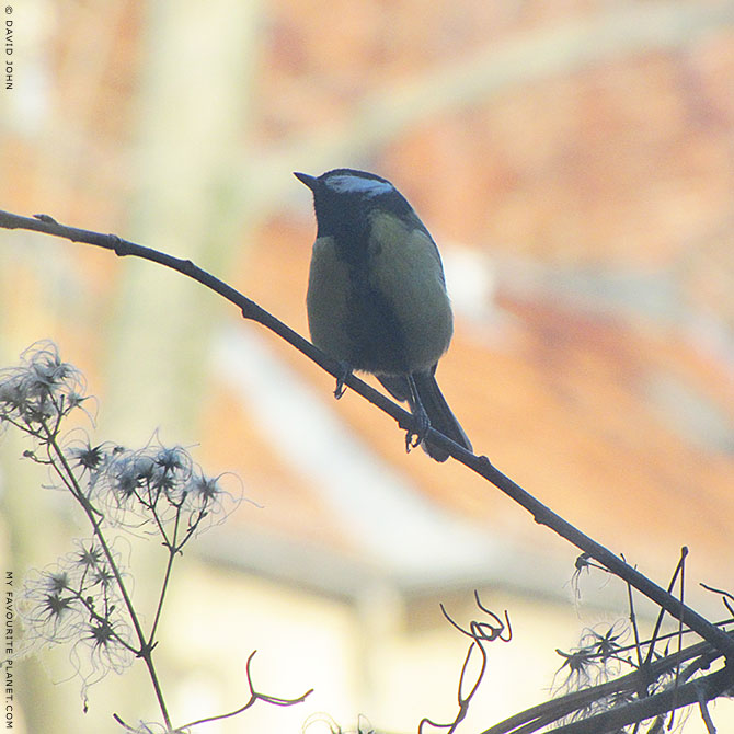 Parus Major is not amused by The Cheshire Cat Blog