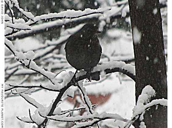 A female blackbird doing some human watching at The Cheshire Cat Blog