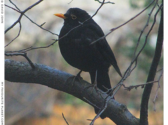 An extremely healthy male blackbird, Turdus merula, at The Cheshire Cat Blog