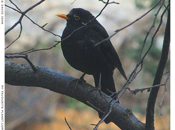An extremely healthy male blackbird, Turdus merula, at The Cheshire Cat Blog An extremely healthy male blackbird, Turdus merula, at The Cheshire Cat Blog