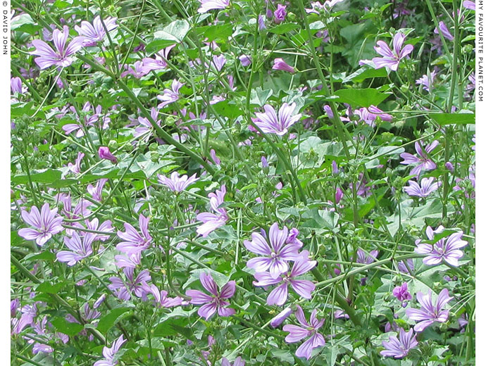 Common mallows (Alcea rosea) in Ephesus, Turkey at The Cheshire Cat Blog