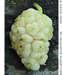 A white mulberry in Ephesus, Turkey