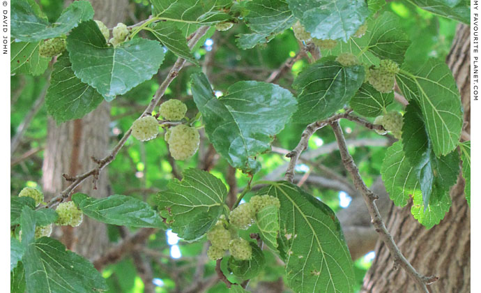 White mulberries on the Selcuk to Ephesus road, Turkey at The Cheshire Cat Blog