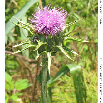 A thistle in Ephesus, Turkey