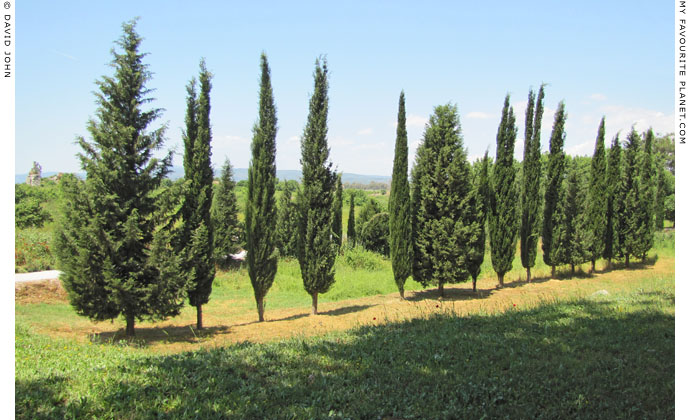 A row of cypress trees in Ephesus, Turkey at The Cheshire Cat Blog