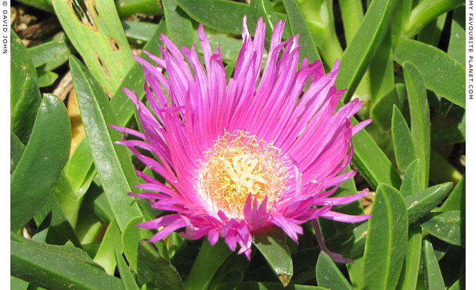 Purple flowers in the grounds of the House of the Virgin Mary, Ephesus, Turkey at The Cheshire Cat Blog