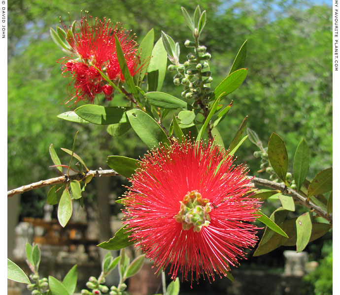 Red spring flowers in the grounds of the House of the Virgin Mary (Meryemana), Ephesus, Turkey at The Cheshire Cat Blog