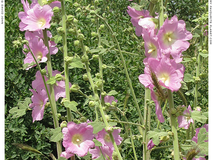 Hollyhocks in Ephesus, Turkey at The Cheshire Cat Blog