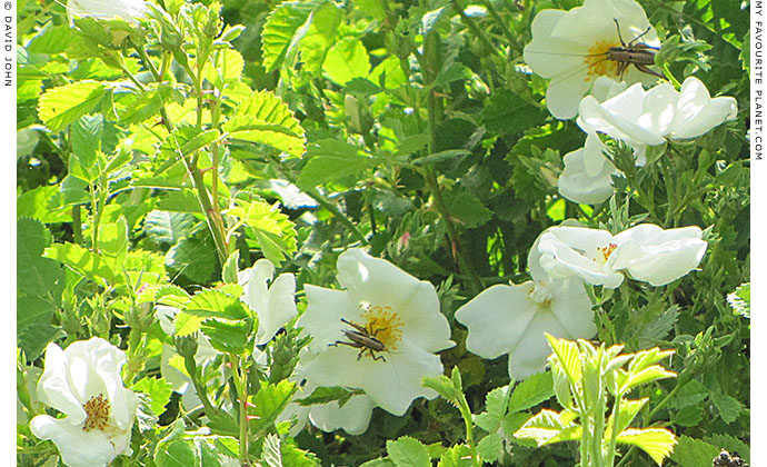 Cistus salviifolius in Ephesus, Turkey at The Cheshire Cat Blog