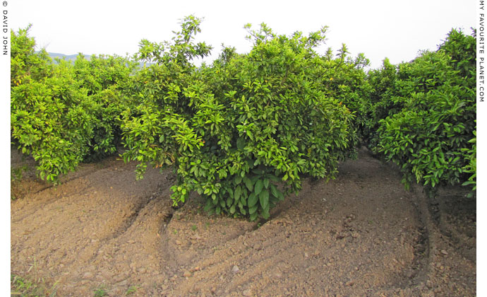 Peach trees in Ephesus, Selcuk, Turkey at The Cheshire Cat Blog